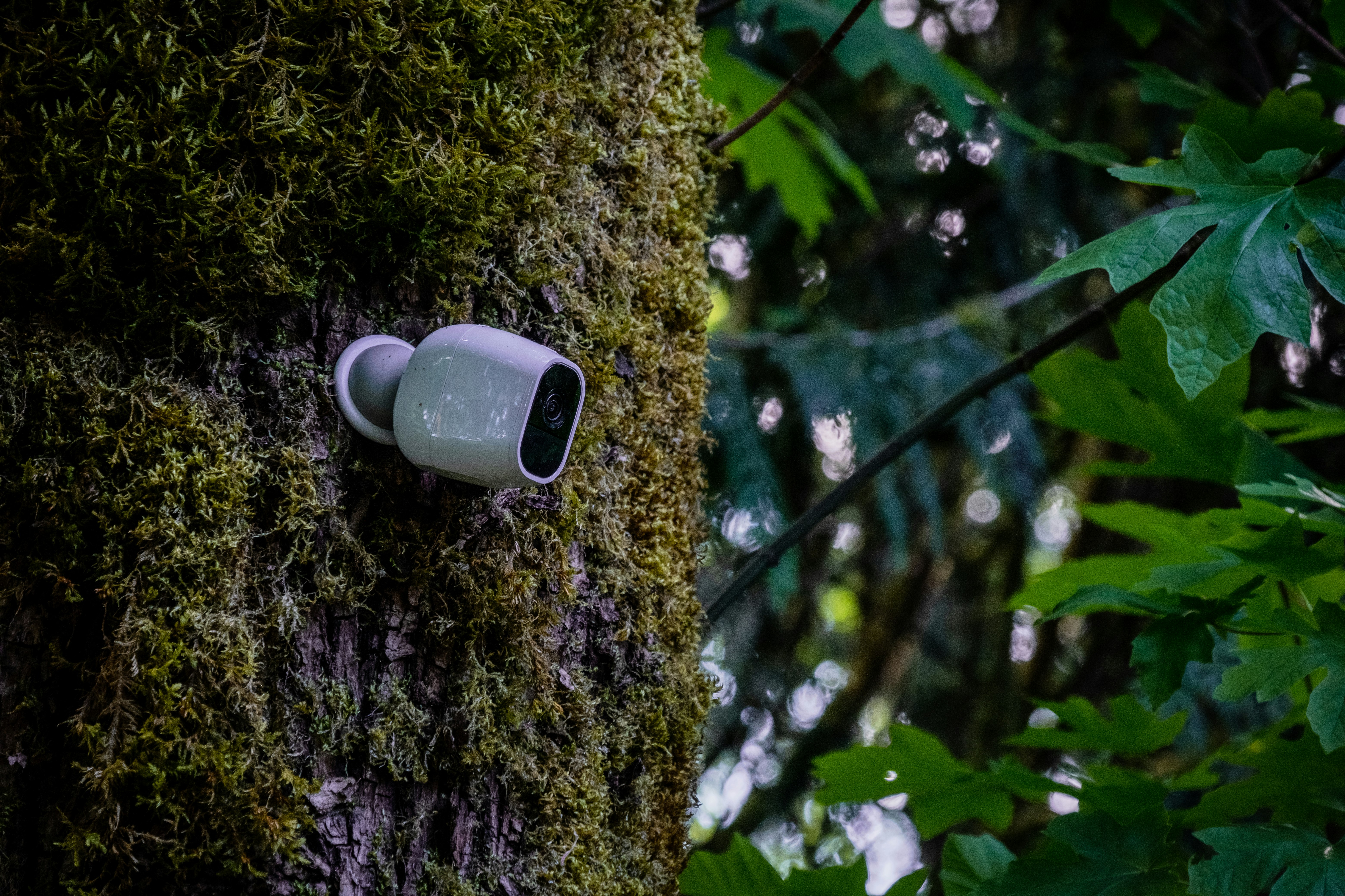 white ceramic mug on brown tree trunk